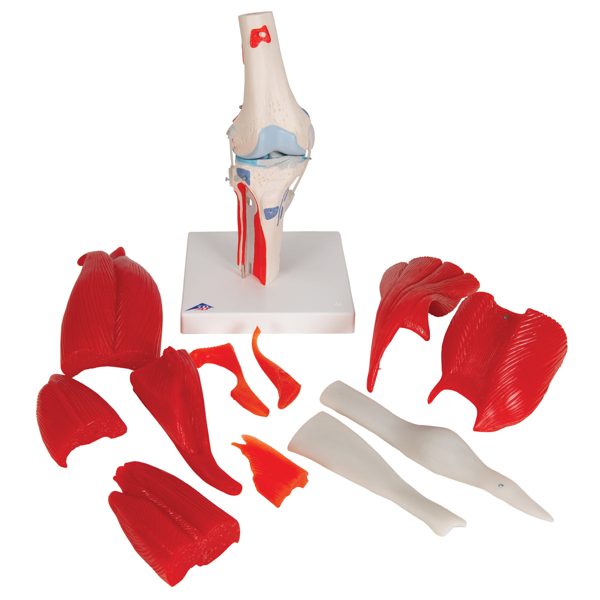 Human Knee Joint Model with Removable Muscles, 12 parts - 3B Scientific A882, view 5