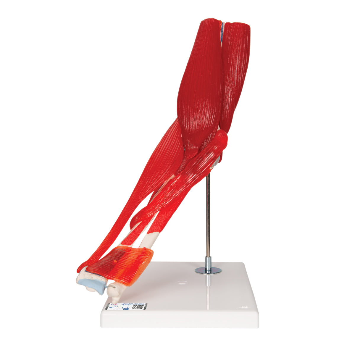 Human Elbow Joint Model with Removable Muscles, 8 parts - 3B Scientific A883, view 8