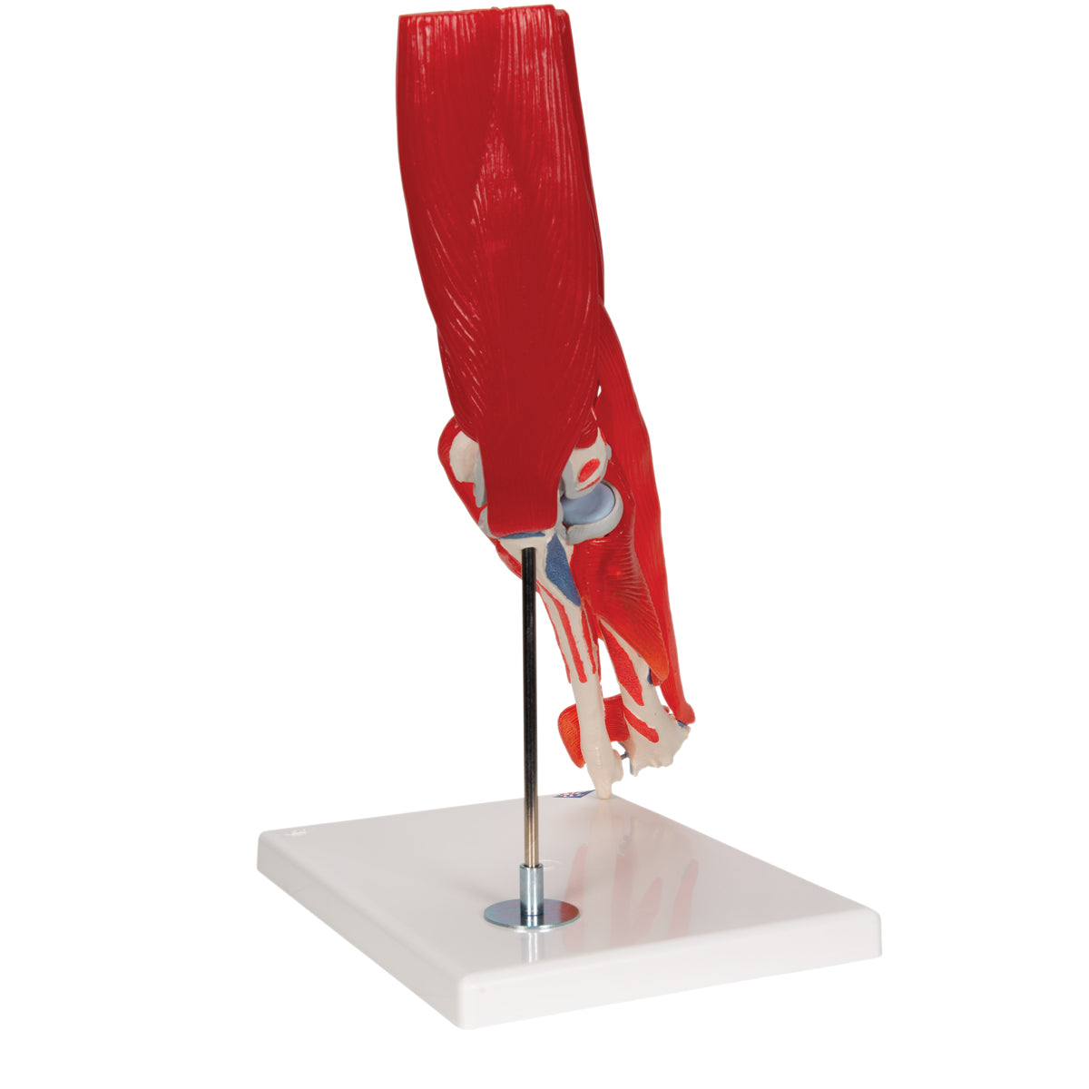 Human Elbow Joint Model with Removable Muscles, 8 parts - 3B Scientific A883, view 10
