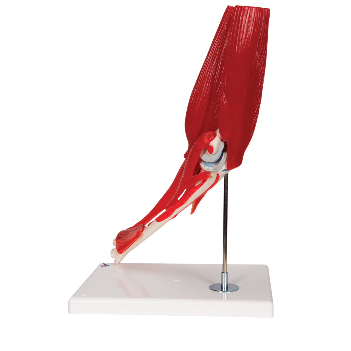 Human Elbow Joint Model with Removable Muscles, 8 parts - 3B Scientific A883, view 11