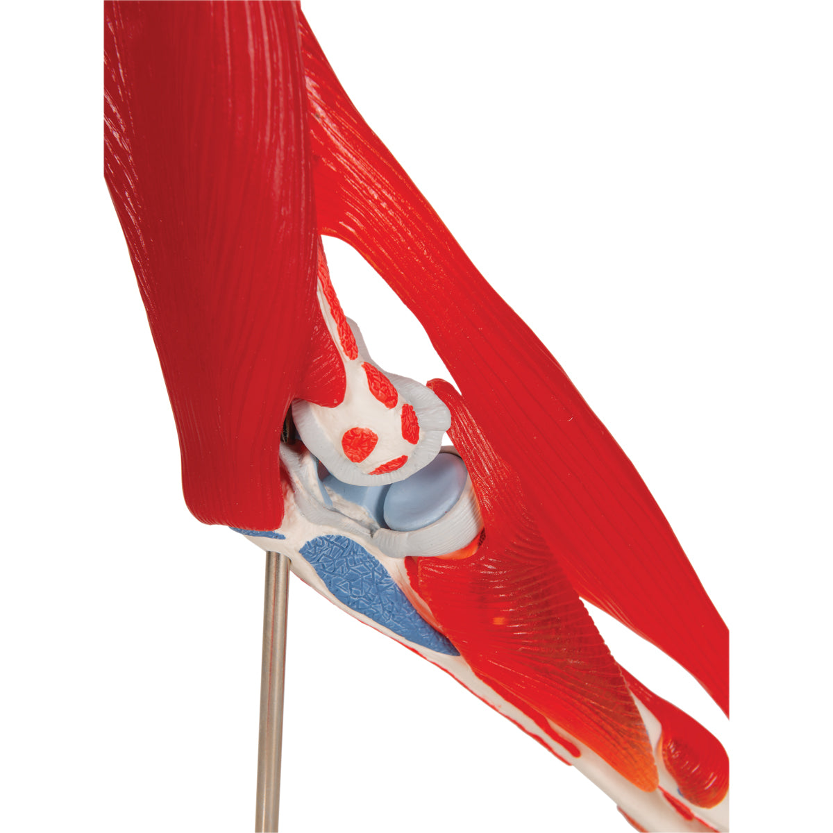 Human Elbow Joint Model with Removable Muscles, 8 parts - 3B Scientific A883, view 13