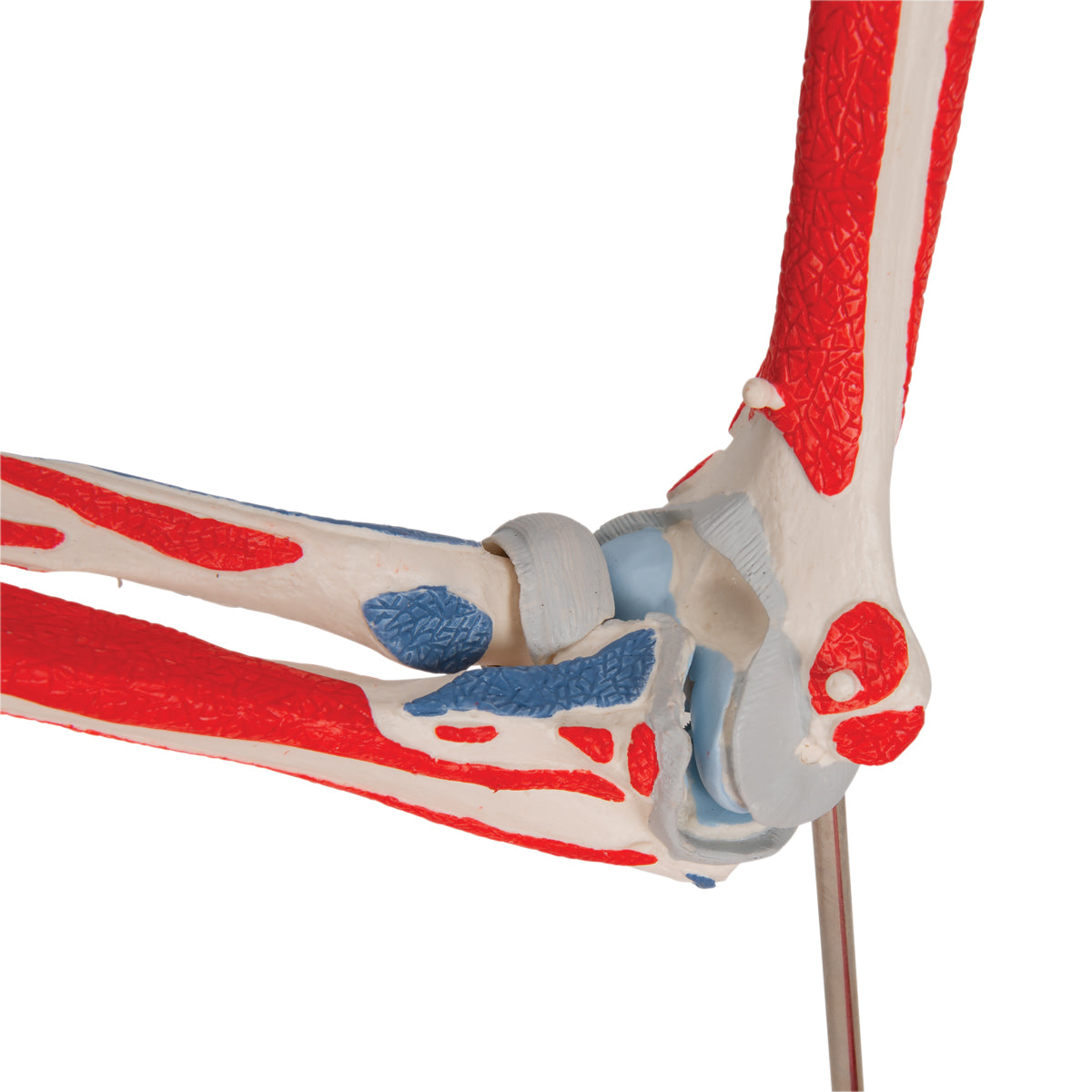 Human Elbow Joint Model with Removable Muscles, 8 parts - 3B Scientific A883, view 14