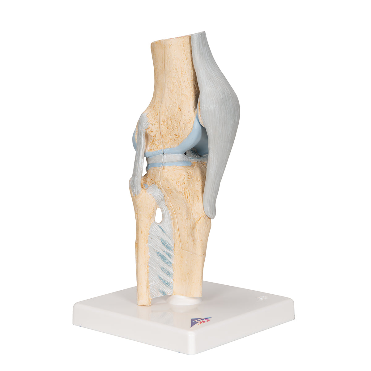 Sectional Human Knee Joint Model, 3 part - 3B Scientific A89, view 9