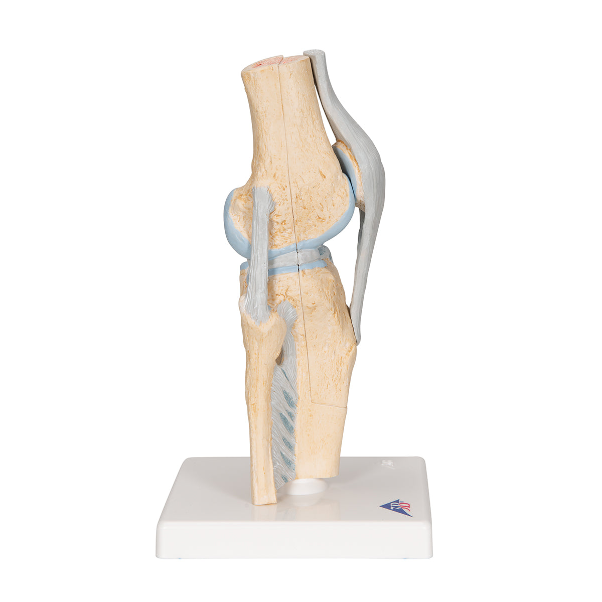 Sectional Human Knee Joint Model, 3 part - 3B Scientific A89, view 10