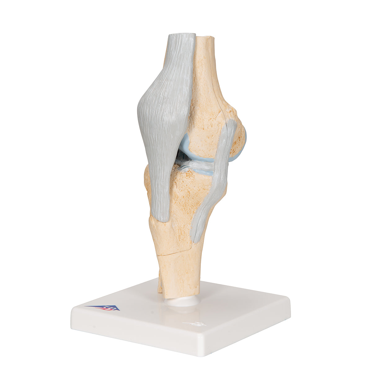 Sectional Human Knee Joint Model, 3 part - 3B Scientific A89, view 11