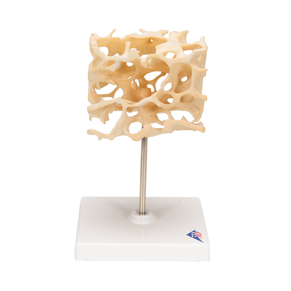 Human Cancellous Bone Model, Enlarged 100 times