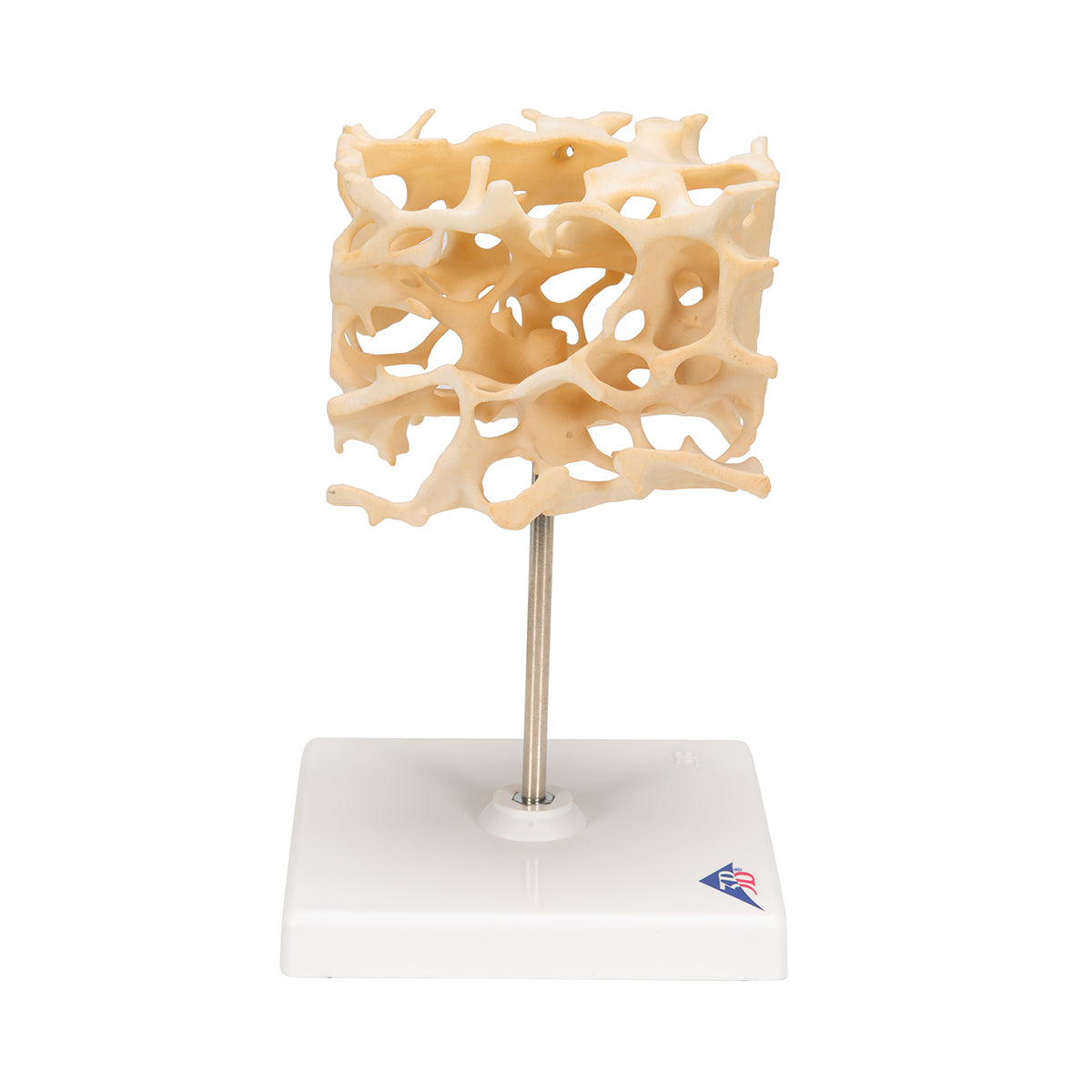 Human Cancellous Bone Model, Enlarged 100 times - 3B Scientific A99, view 3