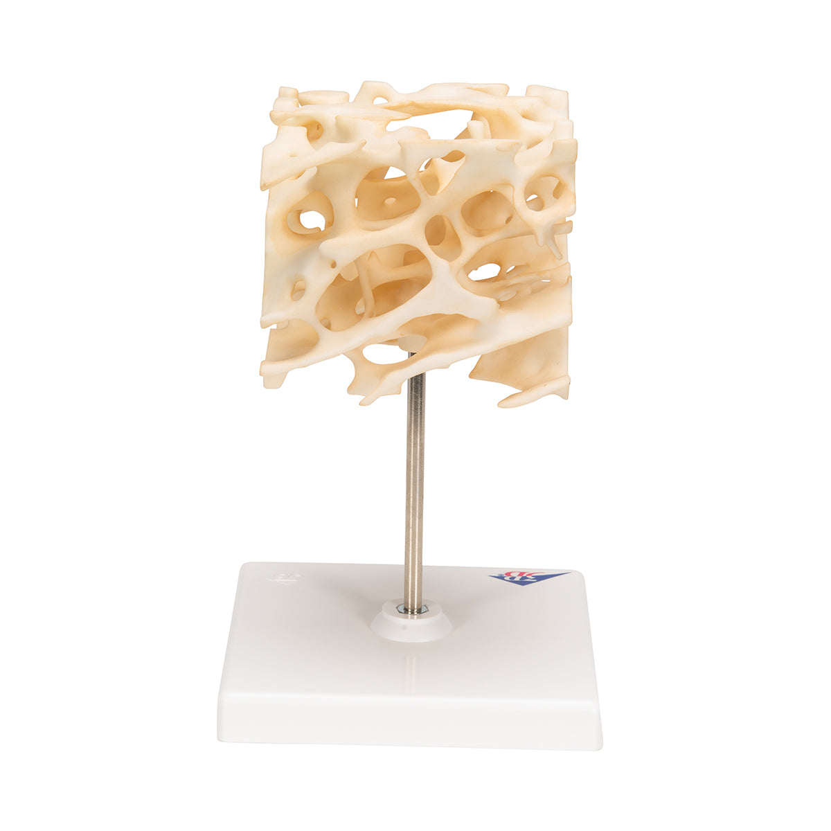 Human Cancellous Bone Model, Enlarged 100 times - 3B Scientific A99, view 4