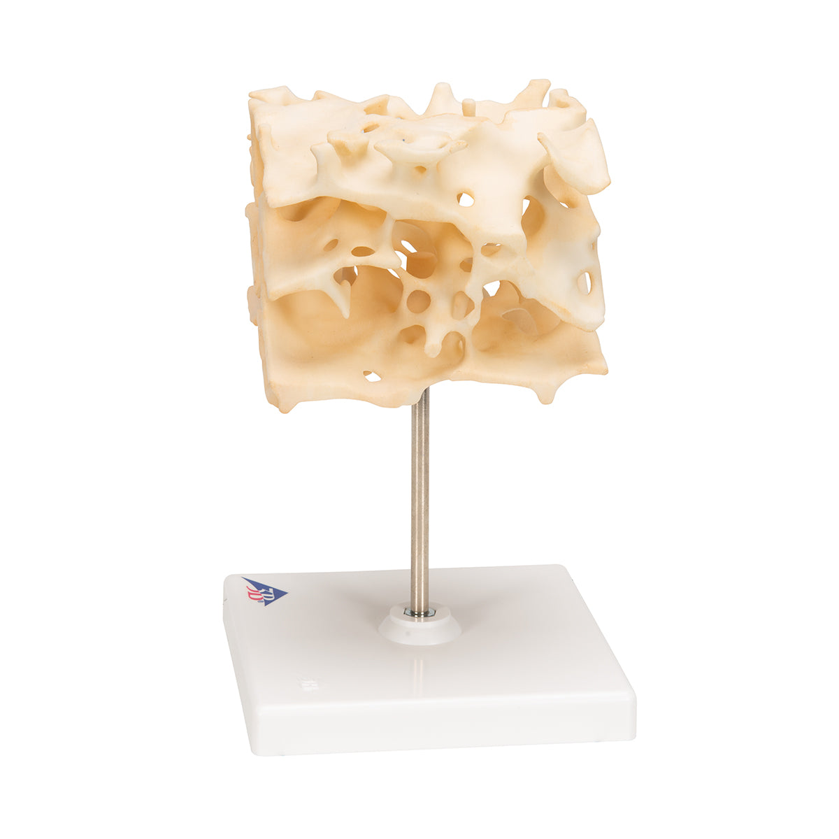 Human Cancellous Bone Model, Enlarged 100 times - 3B Scientific A99, view 5