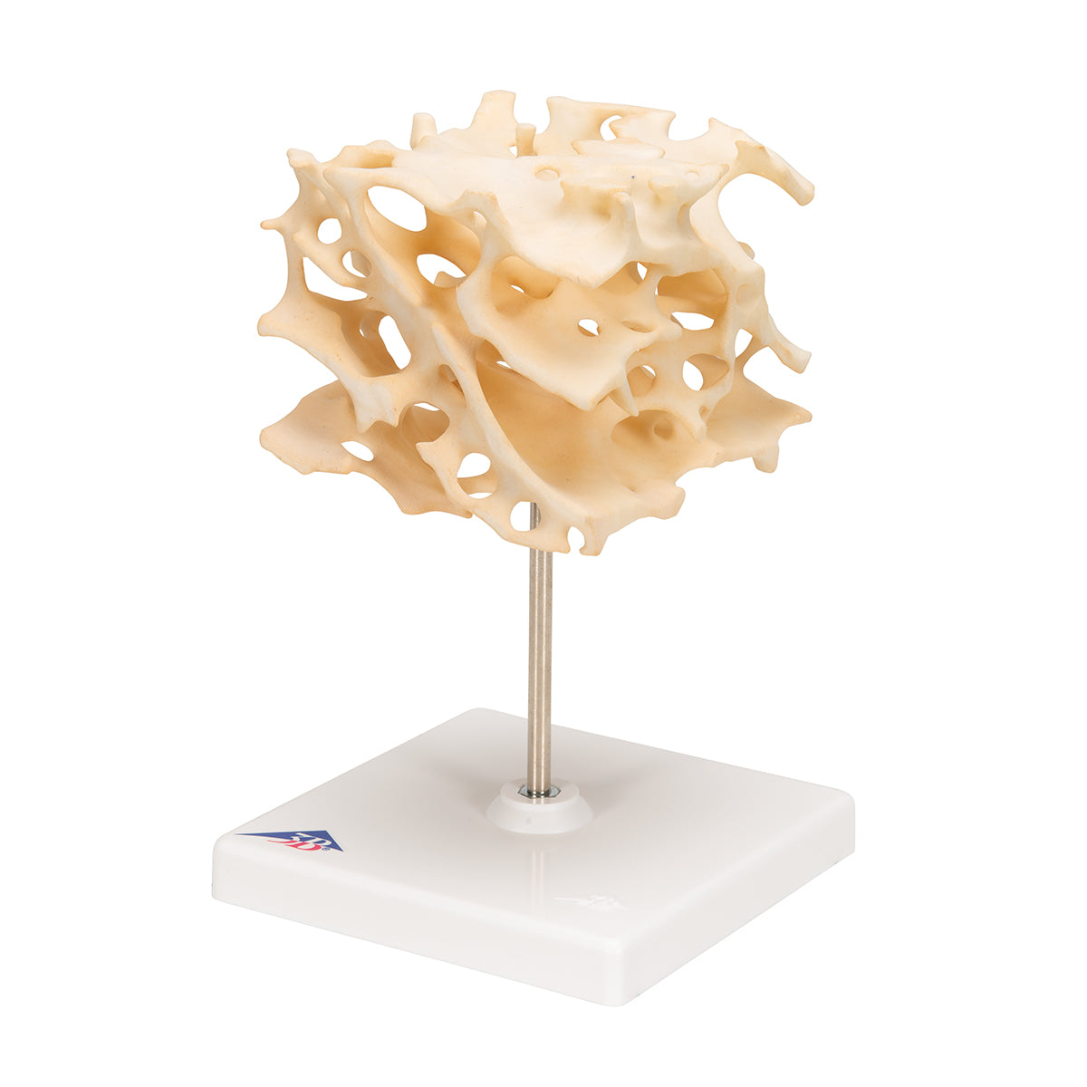 Human Cancellous Bone Model, Enlarged 100 times - 3B Scientific A99, view 6
