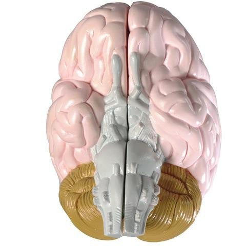 0155-00 Life-size Two-part Brain Model