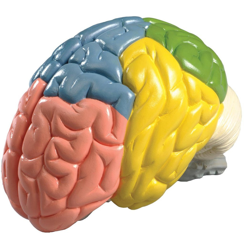 0156-00 Life-Size 2-Part Cerebral Regions Brain, painted