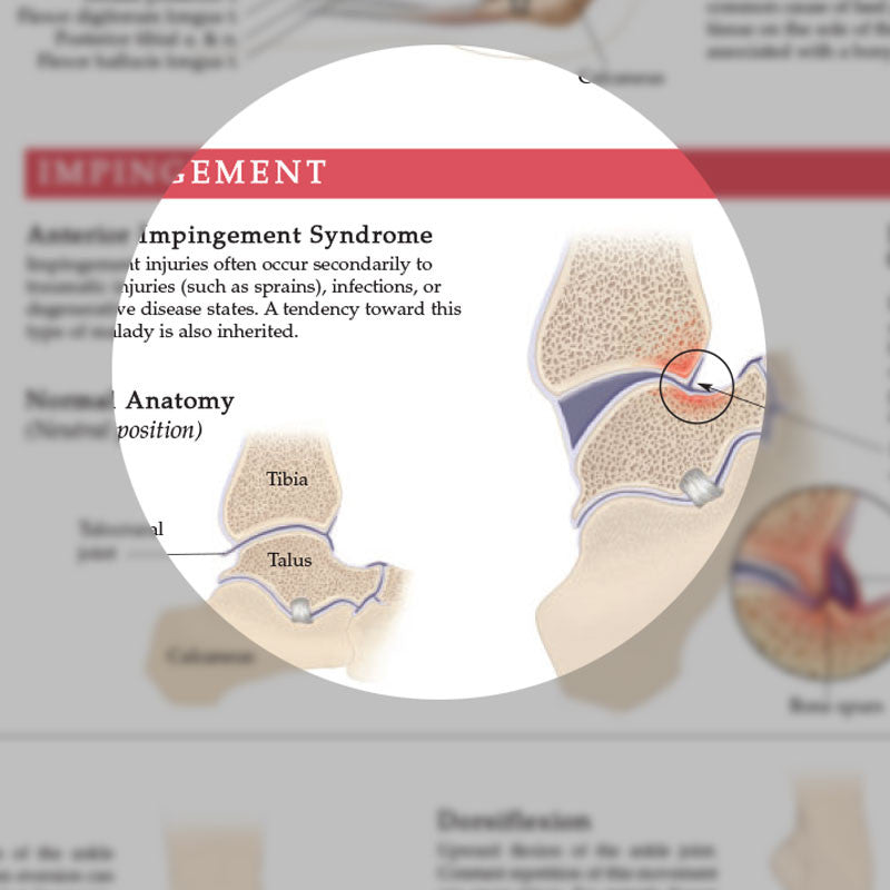Anatomy and Injuries of the Foot and Ankle - detail