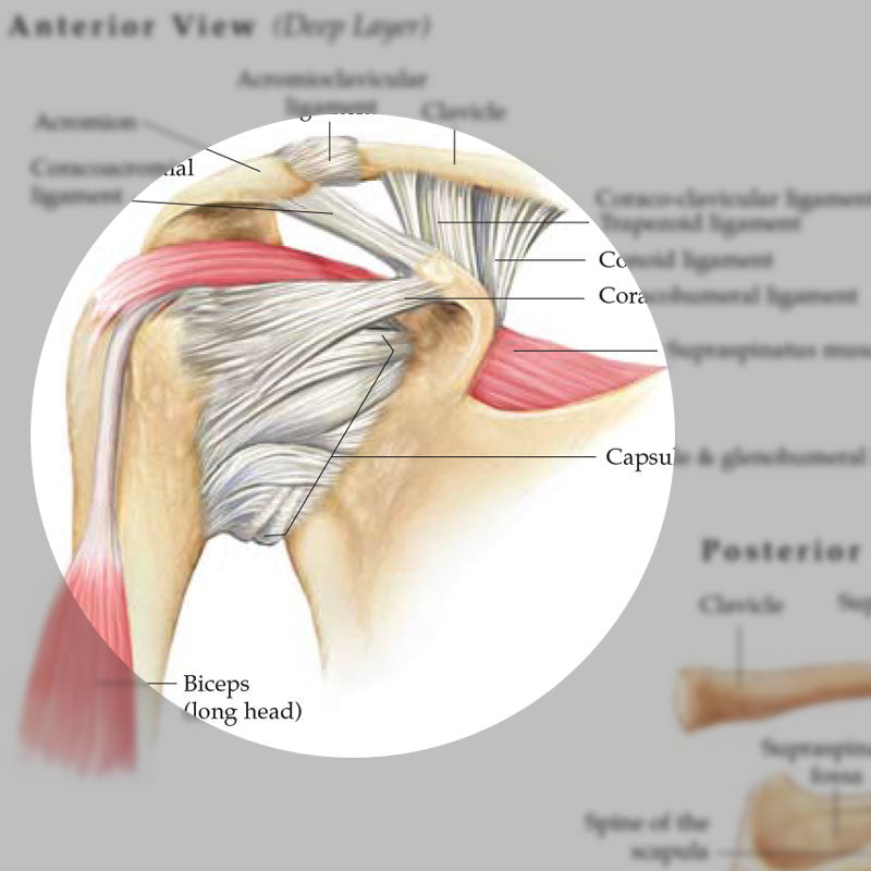 Anatomy and Injuries of the Shoulder - detail