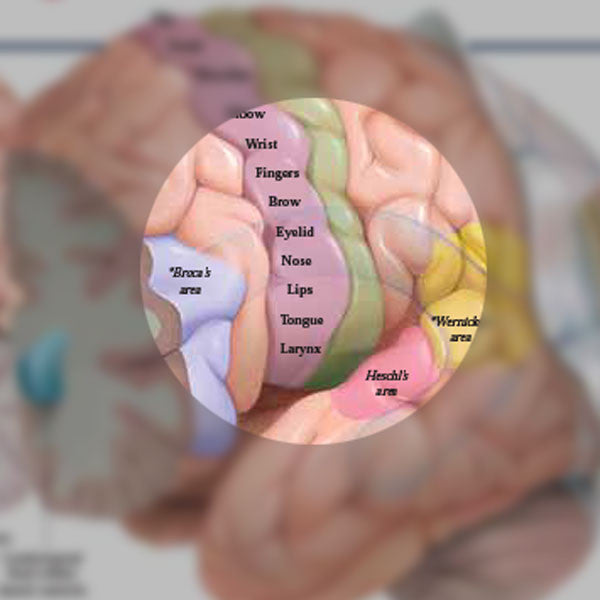 thumbnail image 2 of Anatomy Lab Human Brain Anatomy Poster, LAMINATED, Hungary 2 of 12