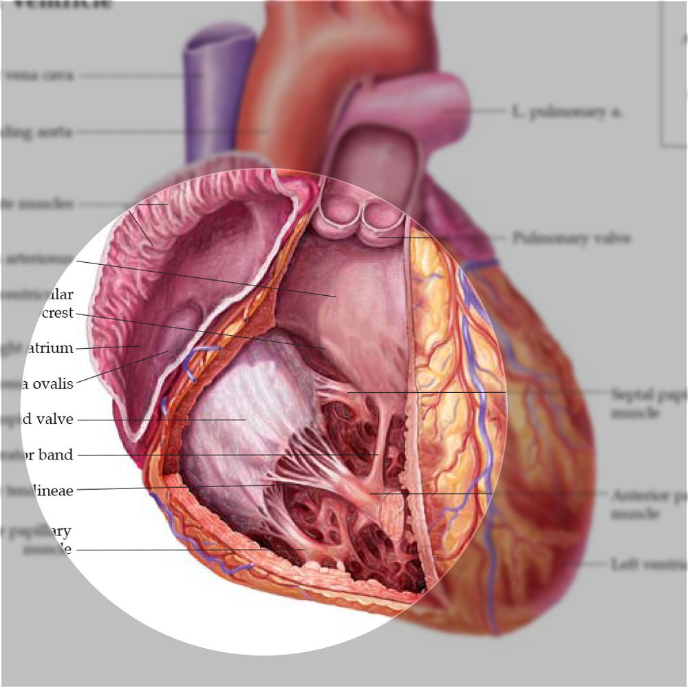 Anatomy of the Heart chart - detail