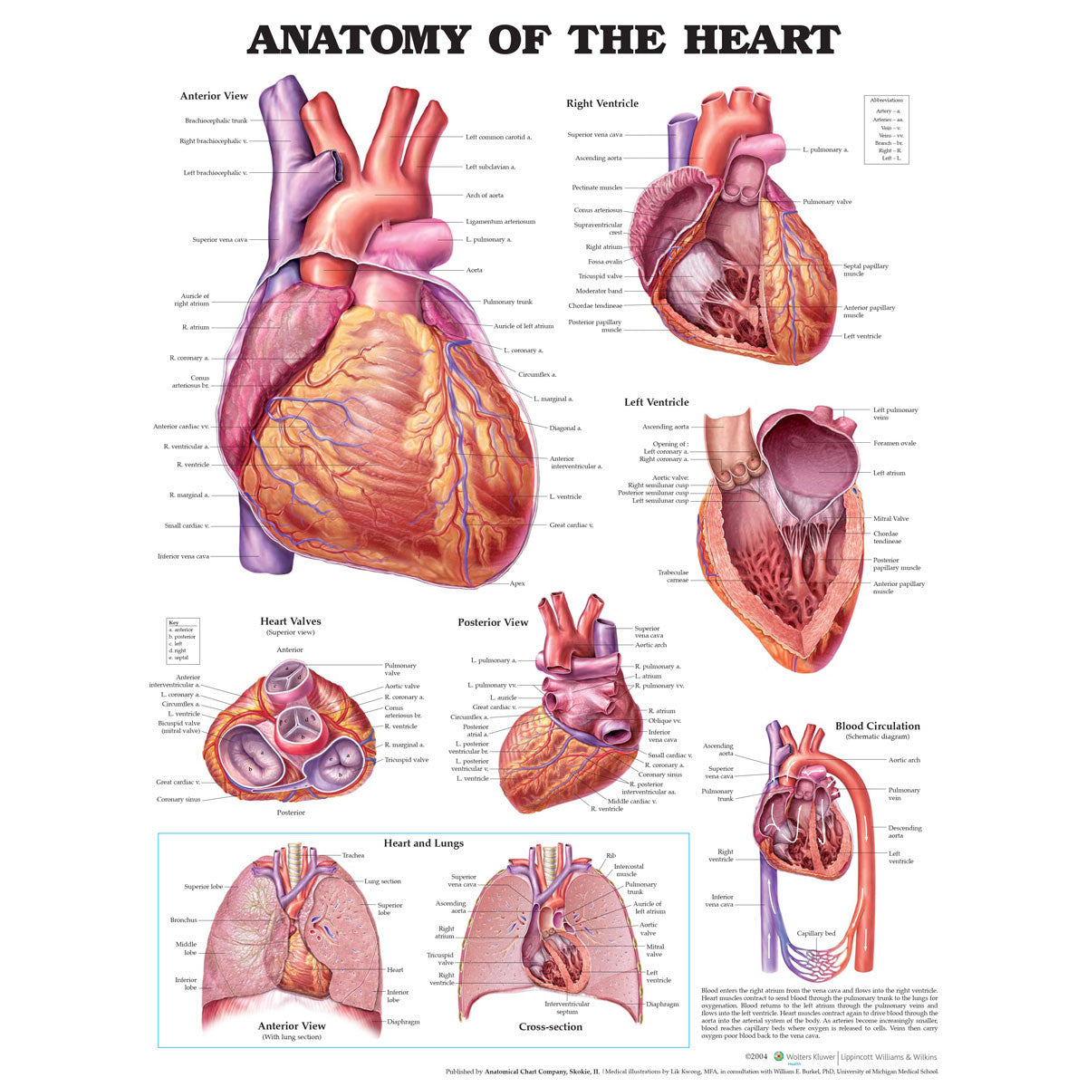 Anatomy of the Heart chart