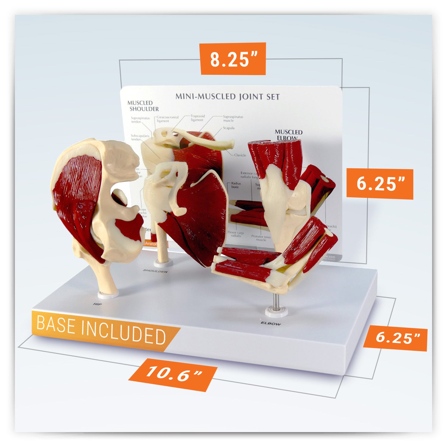 Mini-Muscled Joint Set