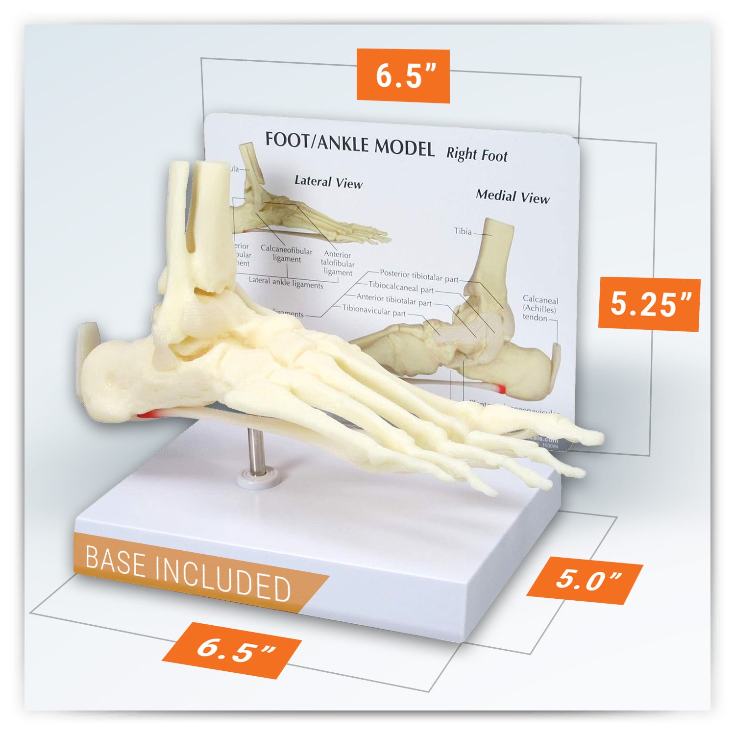 Foot/Ankle (Plantar Fasciitis)