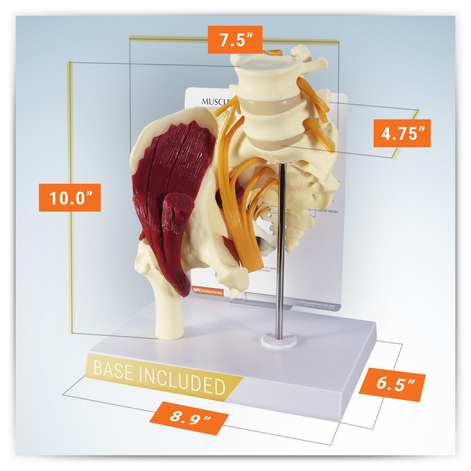 Muscled Hip with Sciatic Nerve