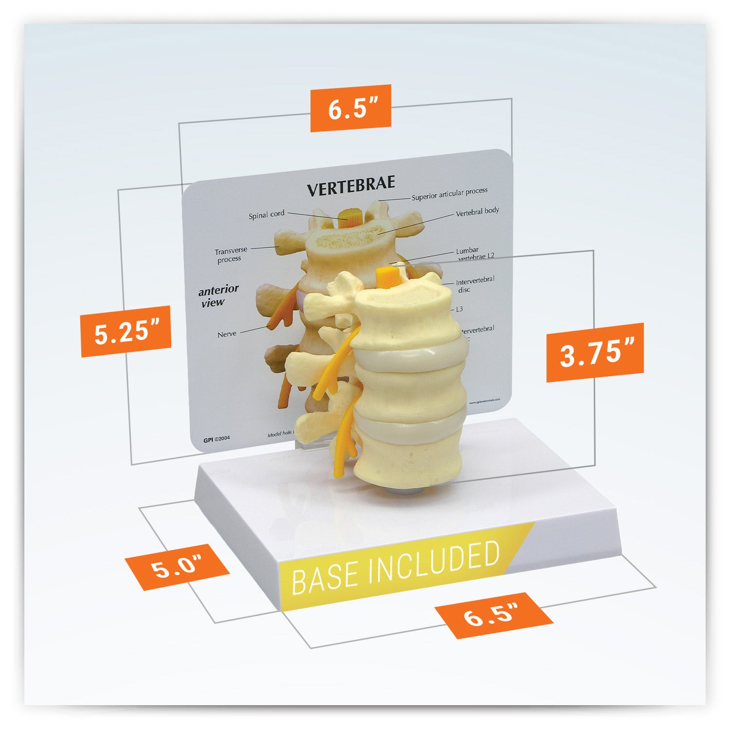 Basic Vertebrae (L2, L3, L4)