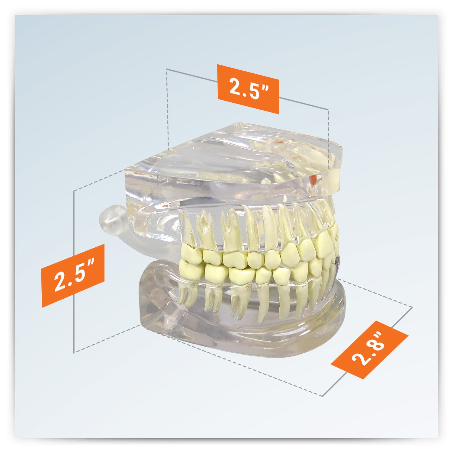Clear Teeth (Healthy/Pathologies)