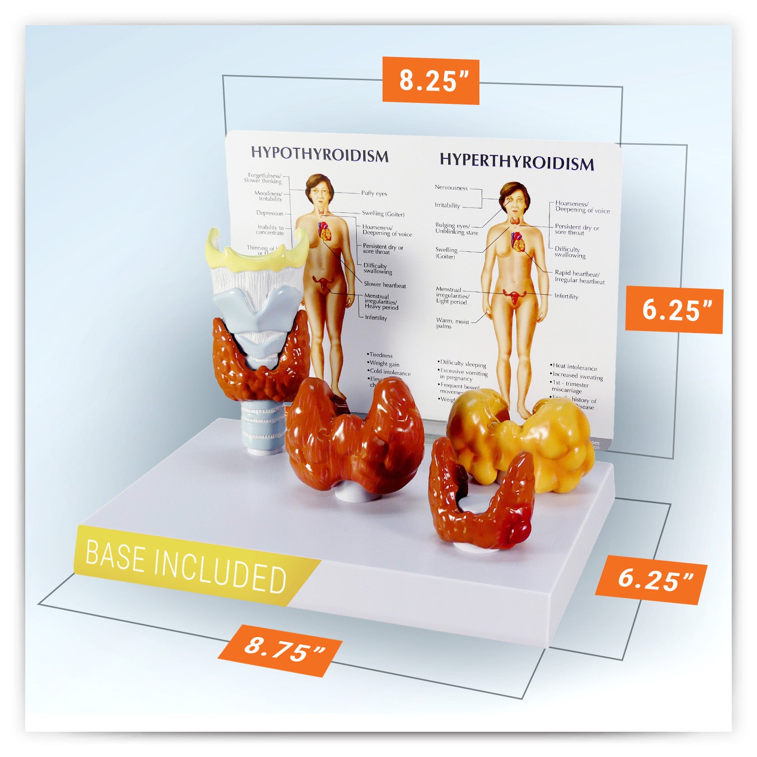 Thyroid