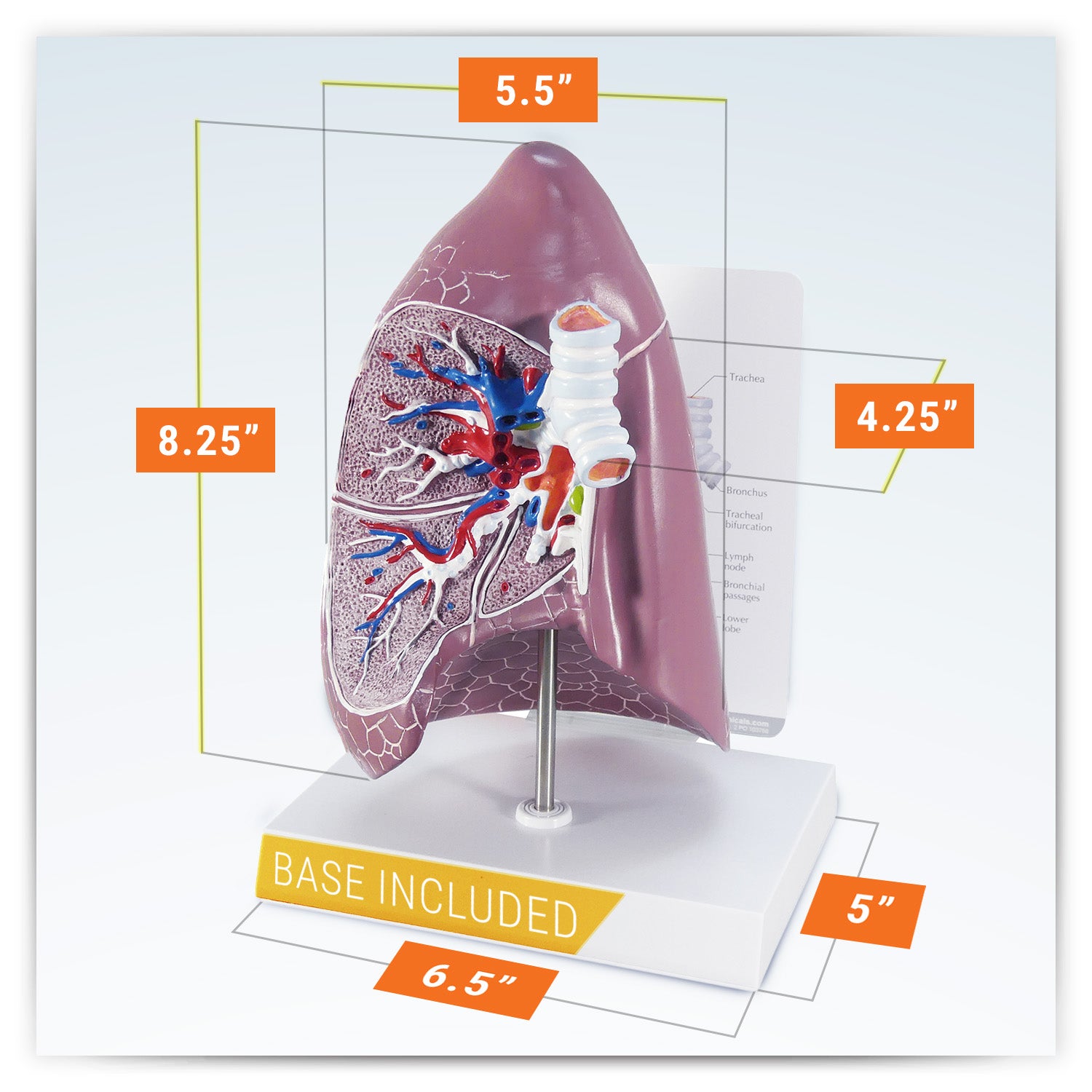Lung (Normal)