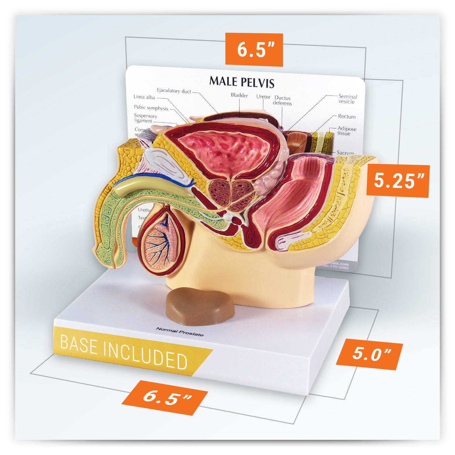 Male Pelvis with Prostate