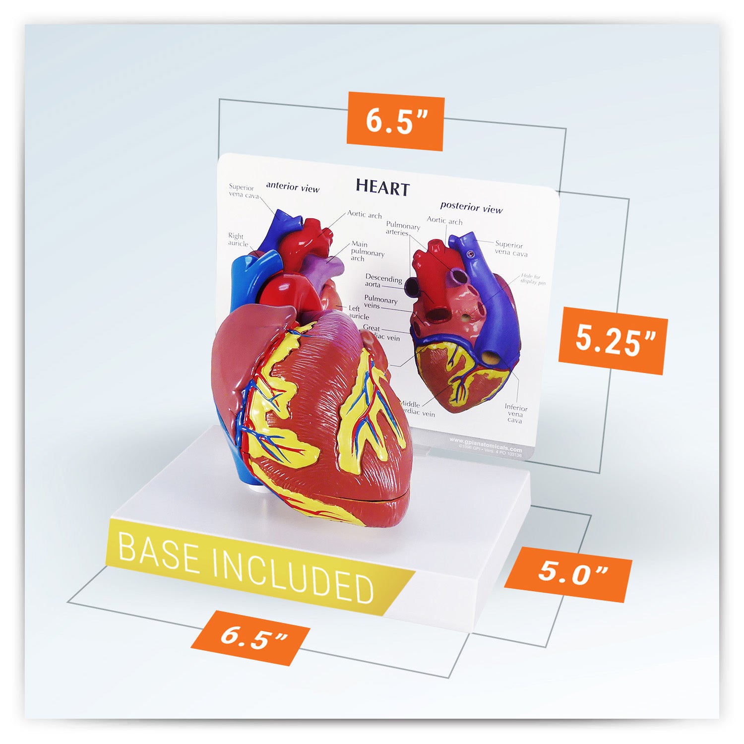Heart model with Reference Card