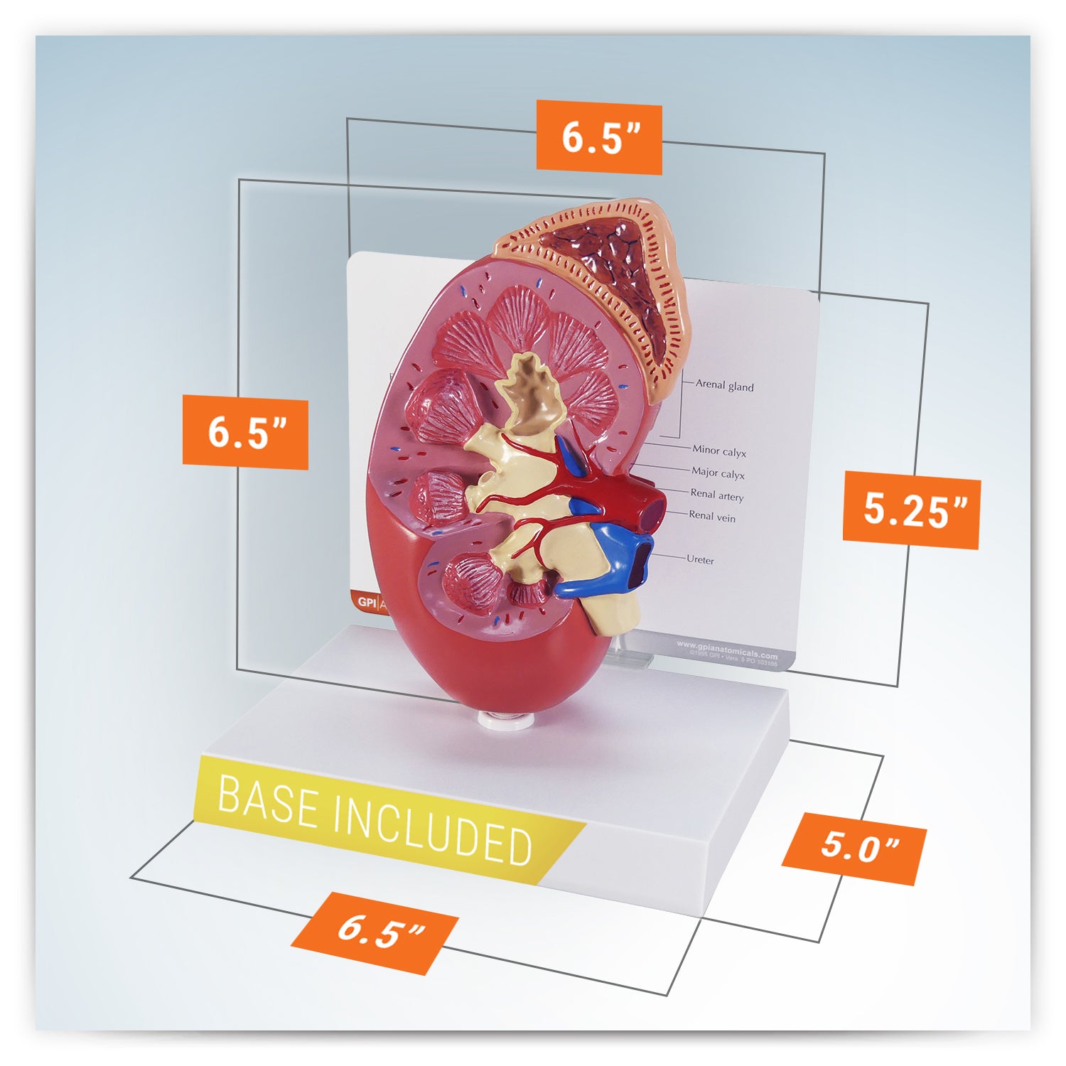 Kidney (Normal)