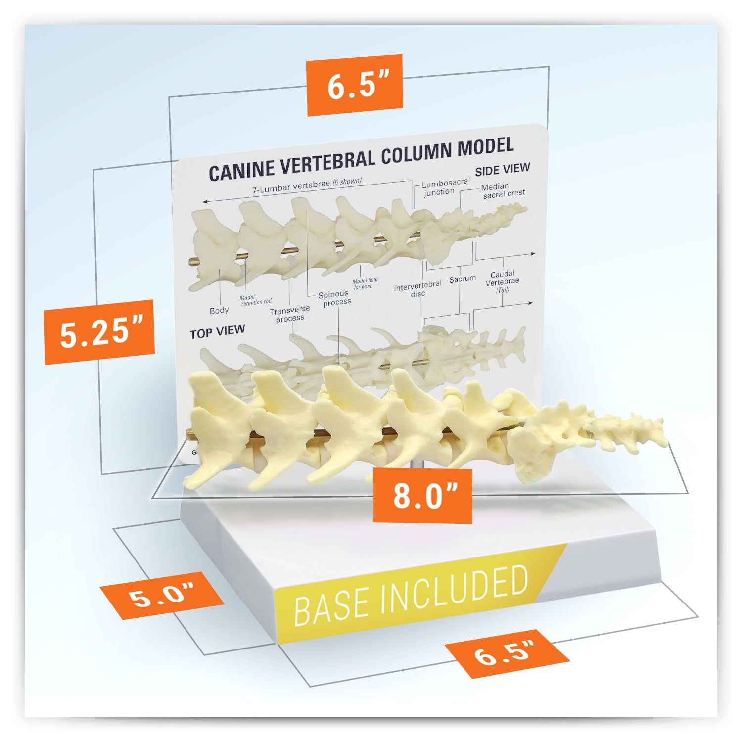 Canine Vertebral Column (5pc)