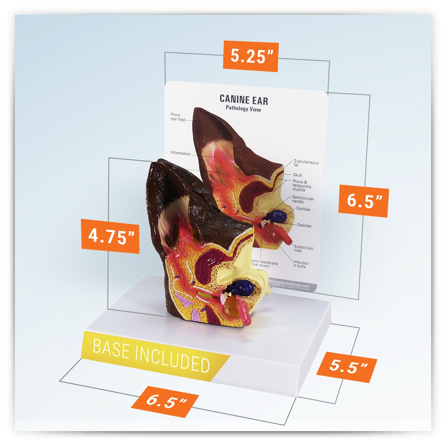 Canine Ear (Normal/Infected)