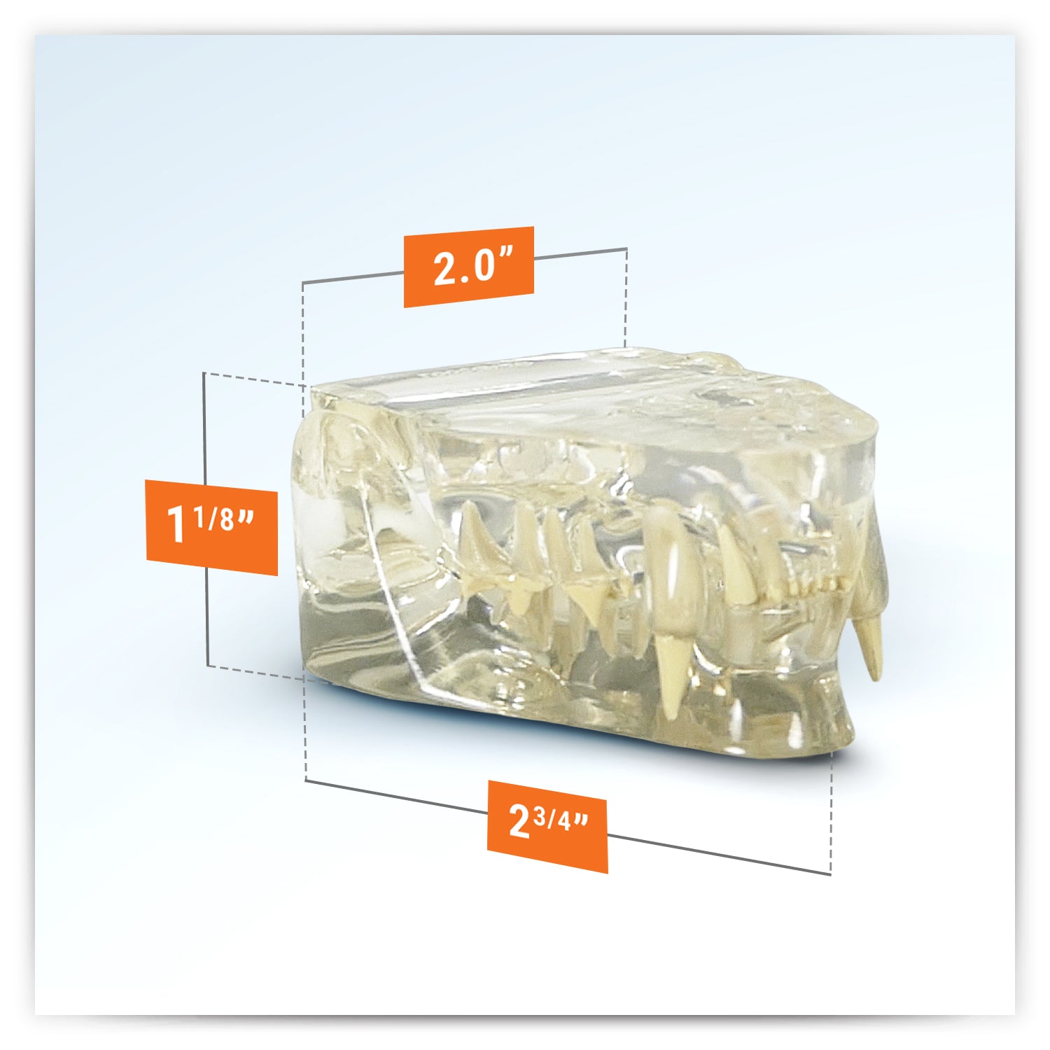 Clear Feline Jaw Model with Teeth