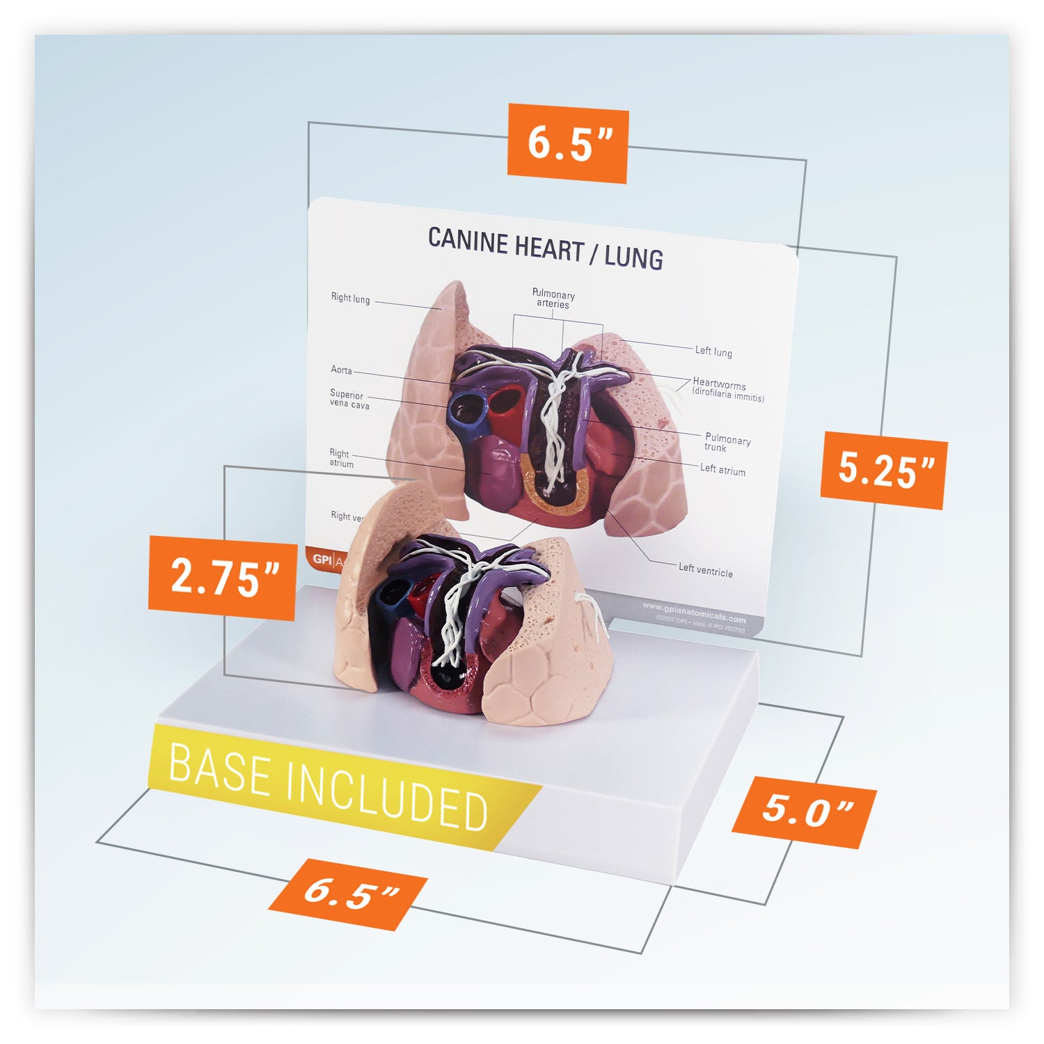 Canine Heart/Lung