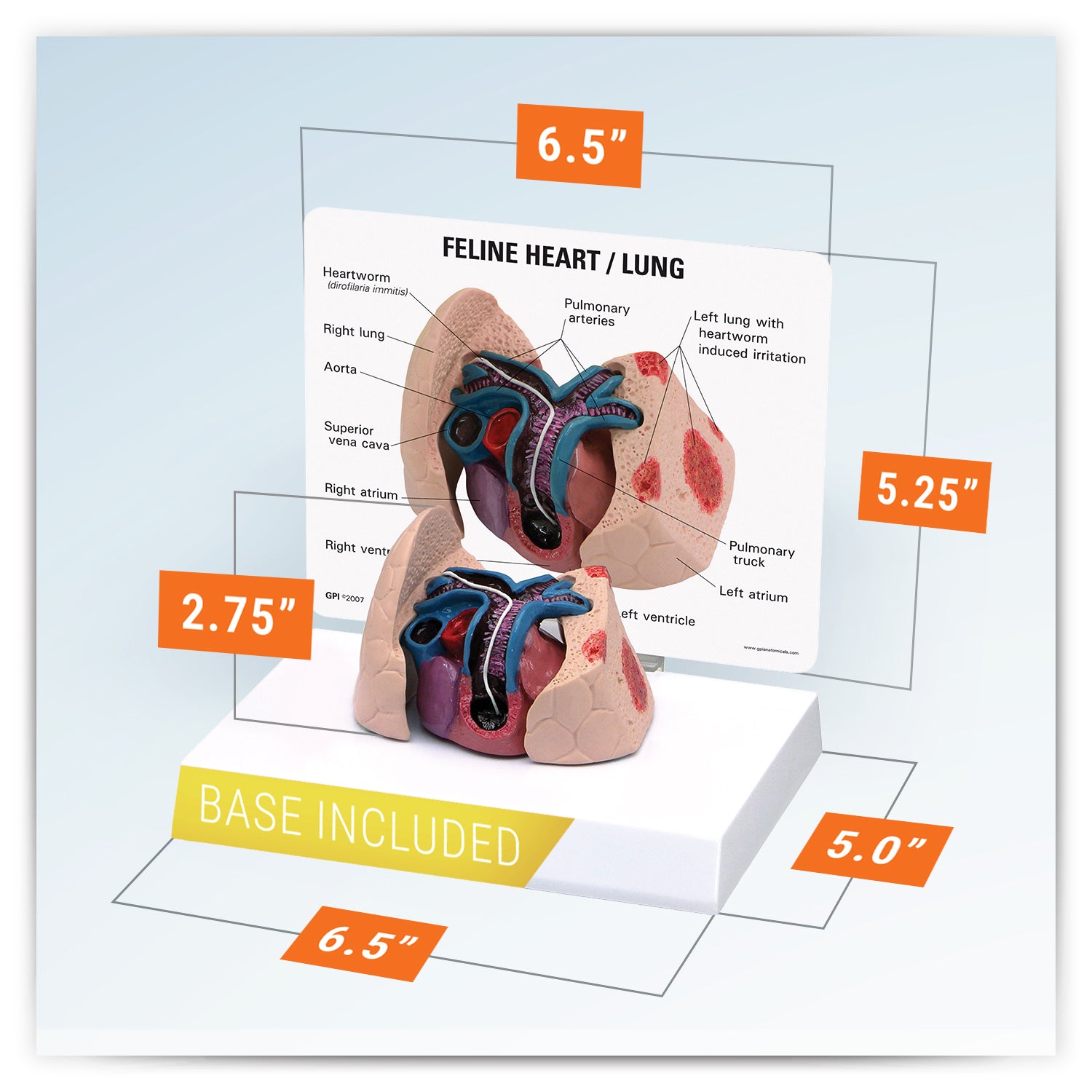 Feline Heart/Lung