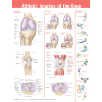 Anatomical Charts and Posters for patient education
