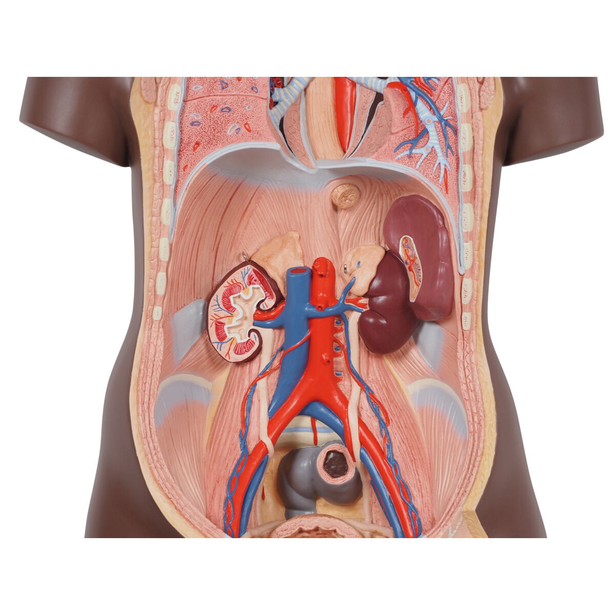 Classic Unisex Human Torso Model, 12 part, dark skin
