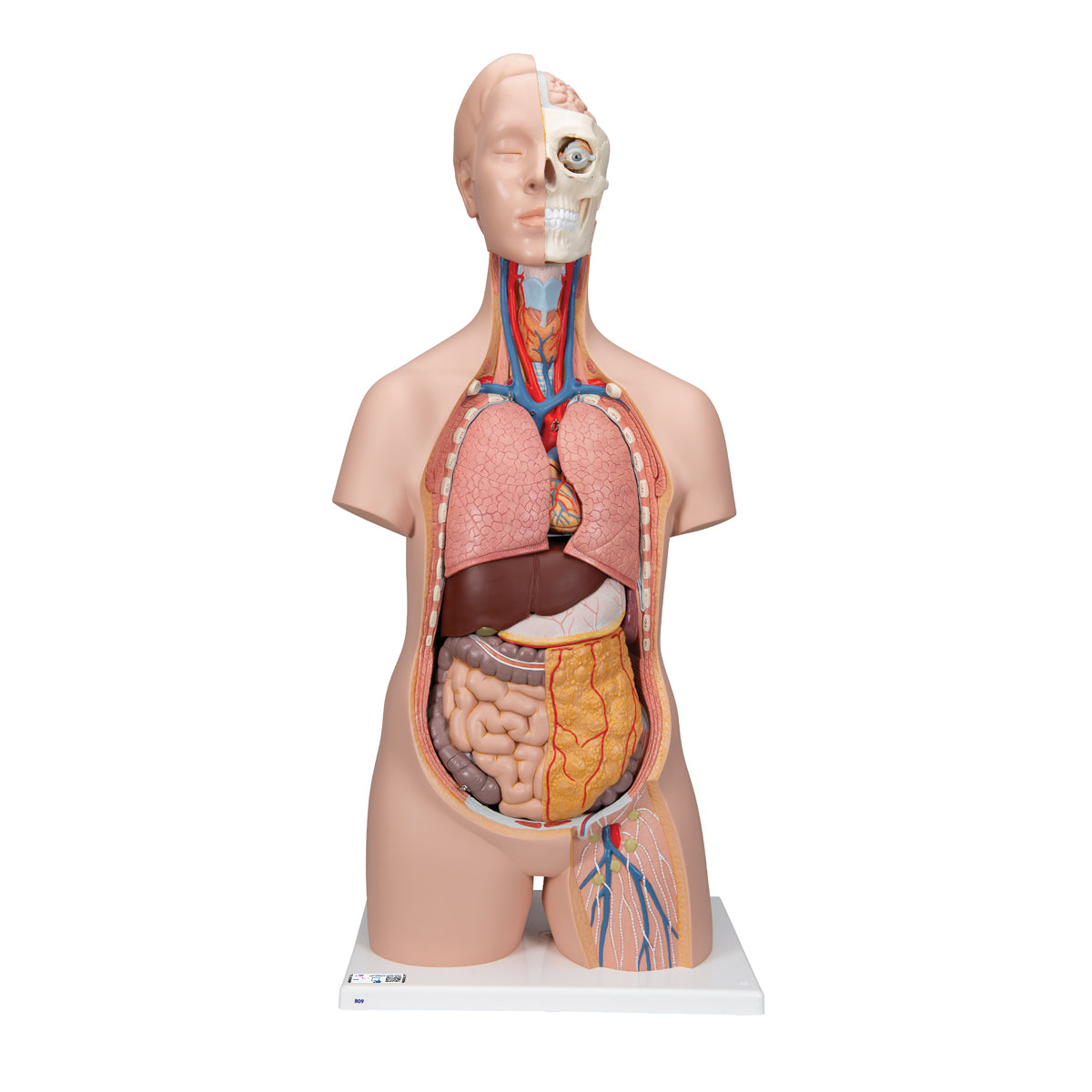 Classic Unisex Human Torso Model, 12 part