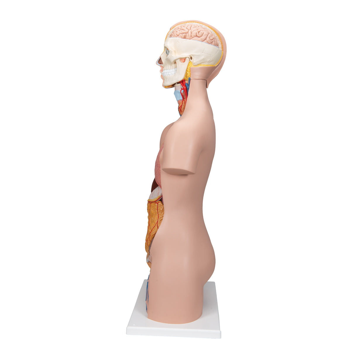 Classic Unisex Human Torso Model, 12 part - 3B Scientific B09, view 9