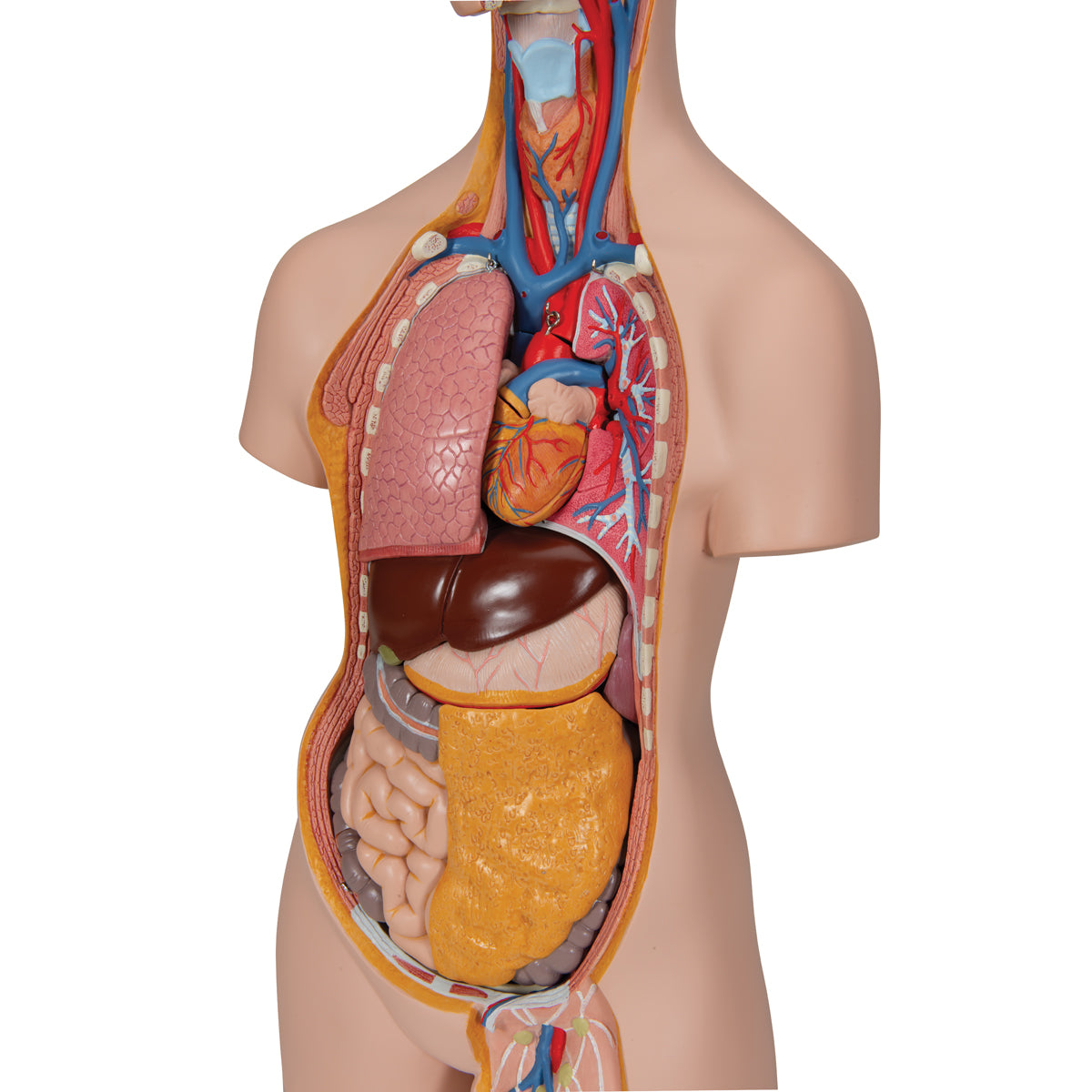14-Part Unisex Torso - 3B Scientific B13, view 10