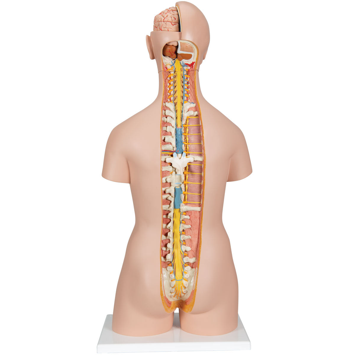Classic Unisex Human Torso Model with Open Back 21-Part B17