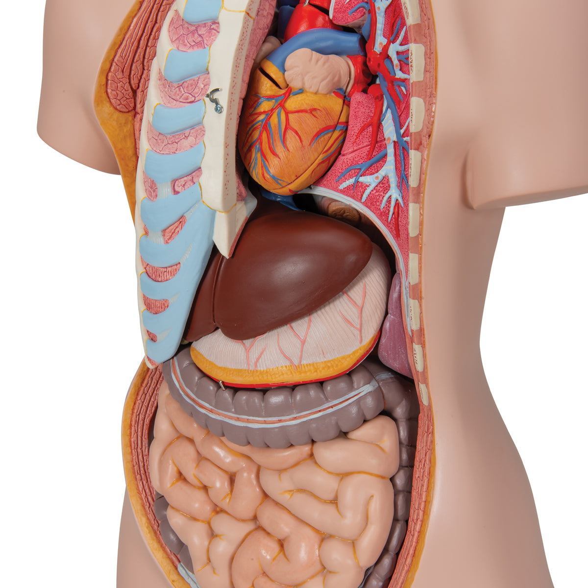 Classic Unisex Human Torso Model with Open Back, 21 part - 3B Scientific B17, view 4