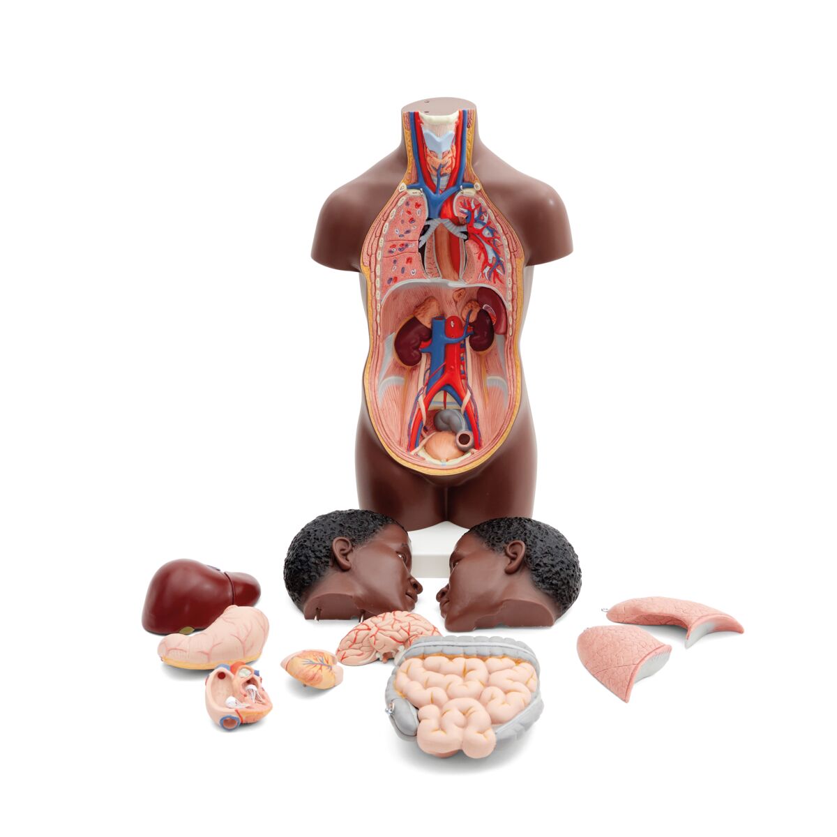 Mini Human Torso Model, 12 part, dark skin