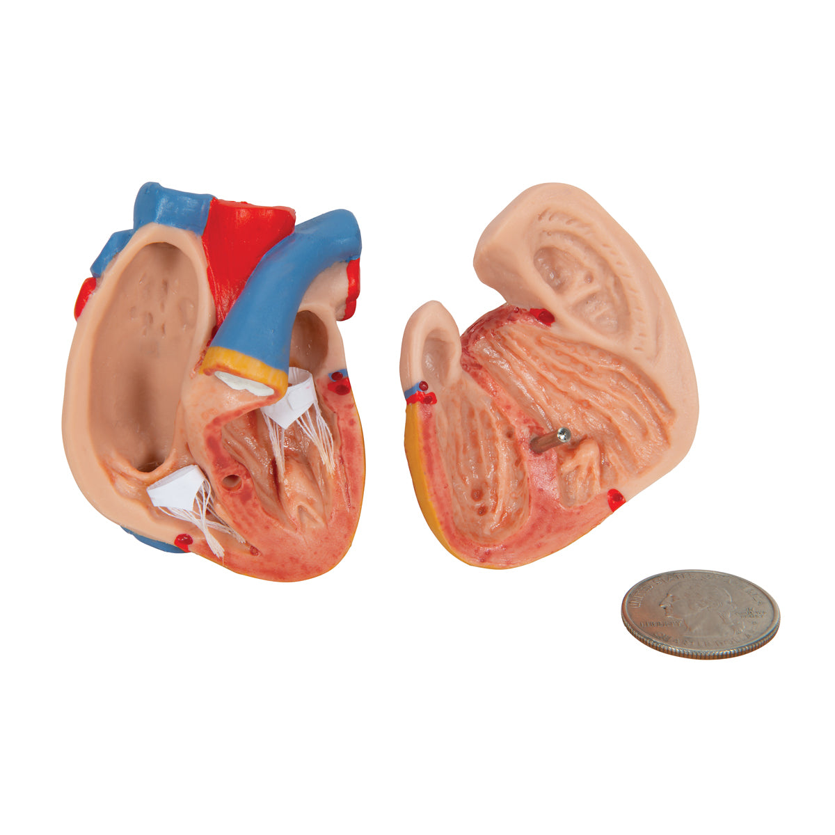 Mini Human Torso Model, 12 part