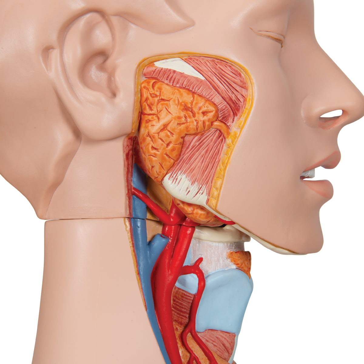 Deluxe Dual Sex Human Torso Model, 24 part