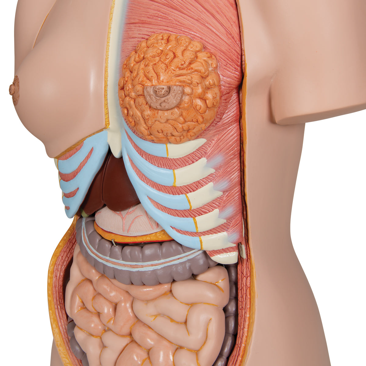 Deluxe Dual Sex Human Torso Model, 24 part