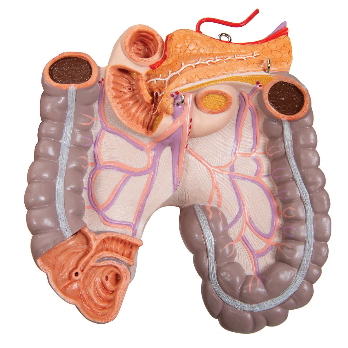 Deluxe Dual Sex Human Torso Model, 24 part