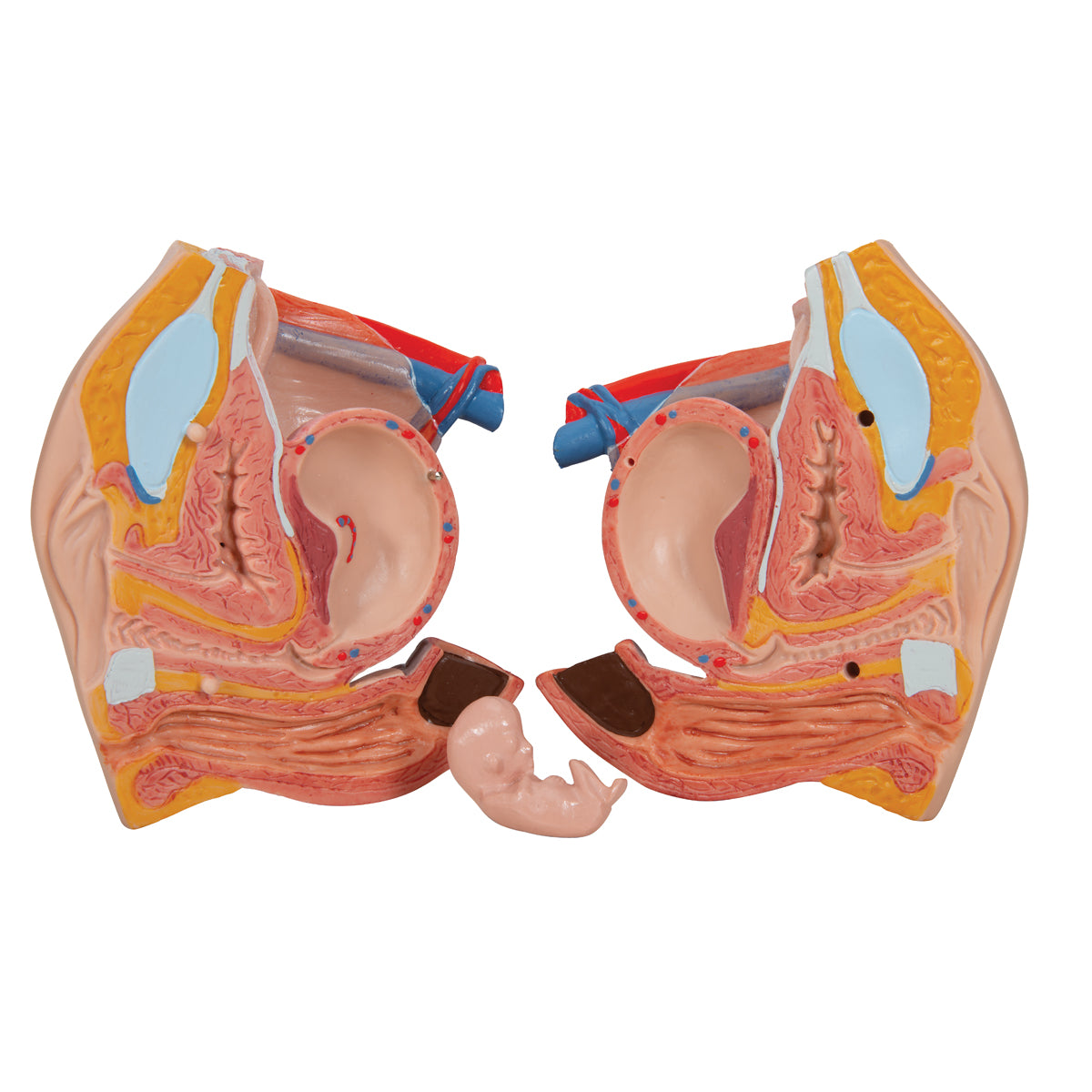 Deluxe Dual Sex Human Torso Model, 24 part
