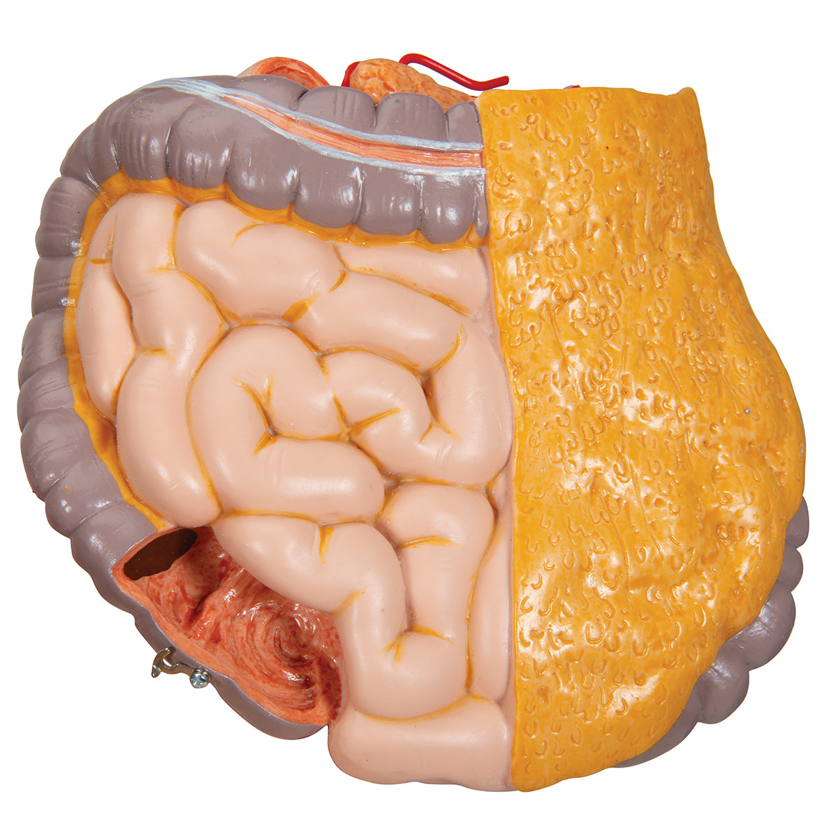 Deluxe Asian Dual Sex Human Torso Model, 18 part